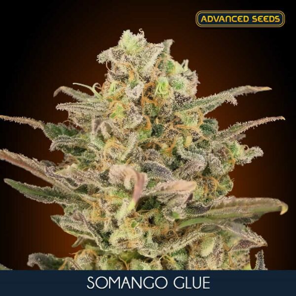 somango glue min