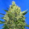 Auto Amnesia Lemon
