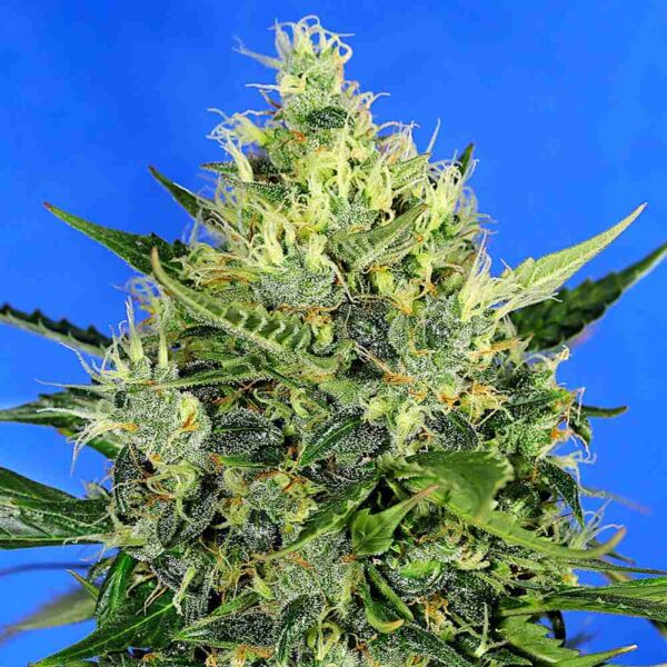 Auto Amnesia Lemon