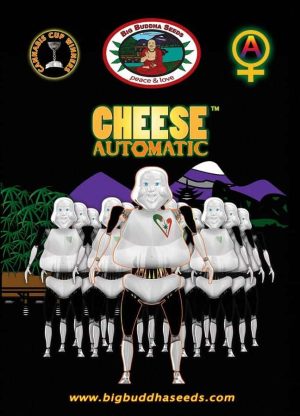 Big Buddha Cheese Automatic