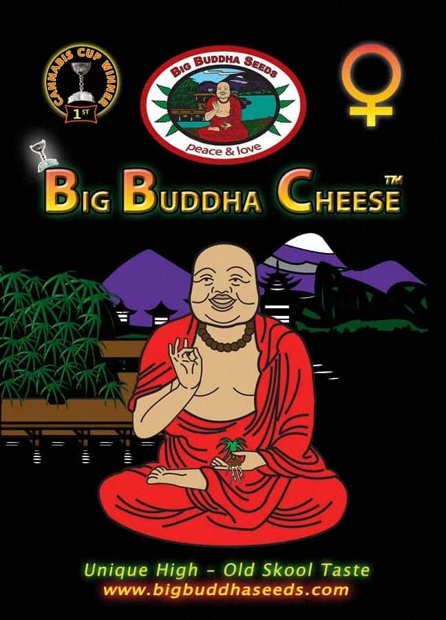 Big Buddha Seeds Big Buddha Cheese