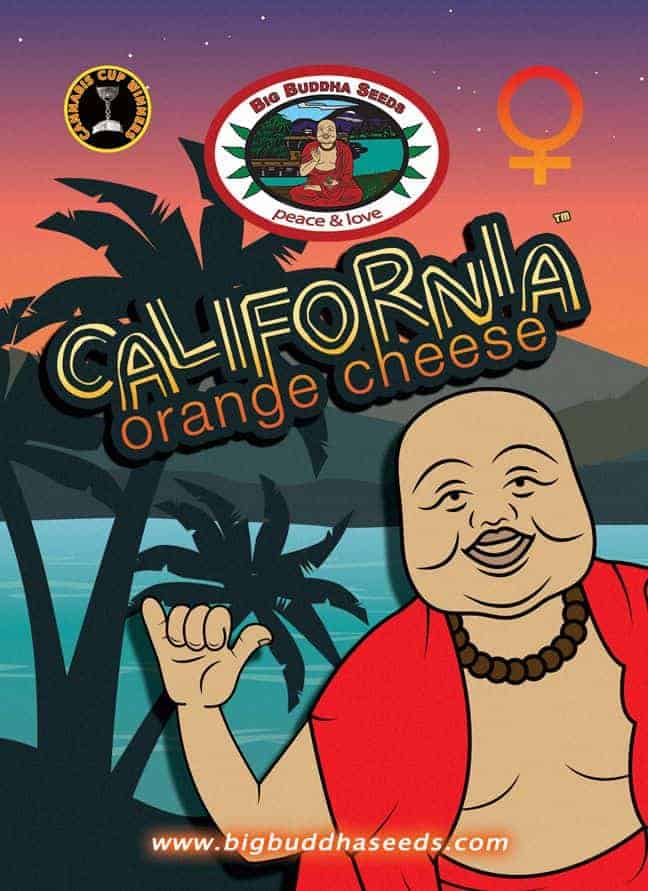 Big Buddha Seeds California Orange Cheese