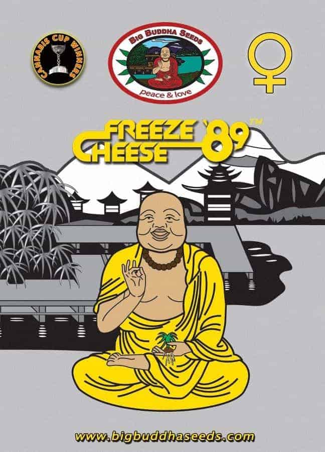 Big Buddha Seeds Freeze Cheese