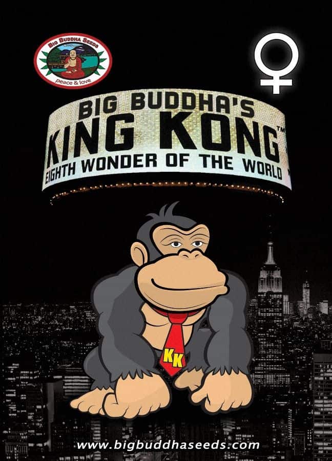 Big Buddha Seeds King Kong
