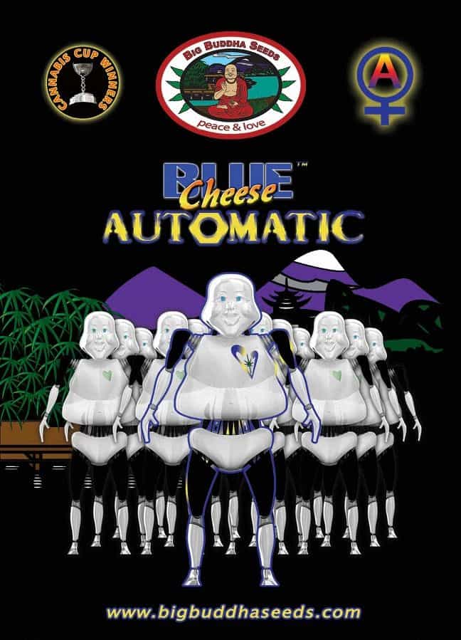 Blue Cheese Automatic