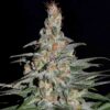 Purple Haze