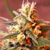 Afghan Dream