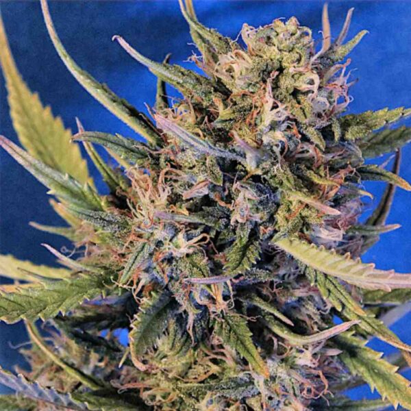 Auto Cake Berries