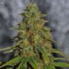 Black Domina F1 Fast Version