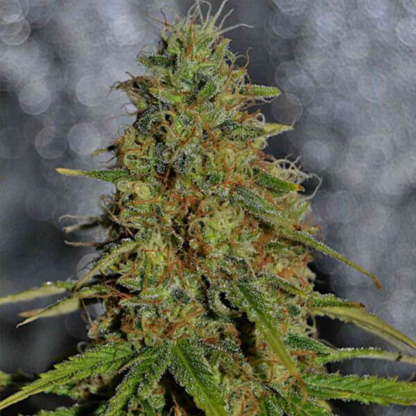 Black Domina F1 Fast Version