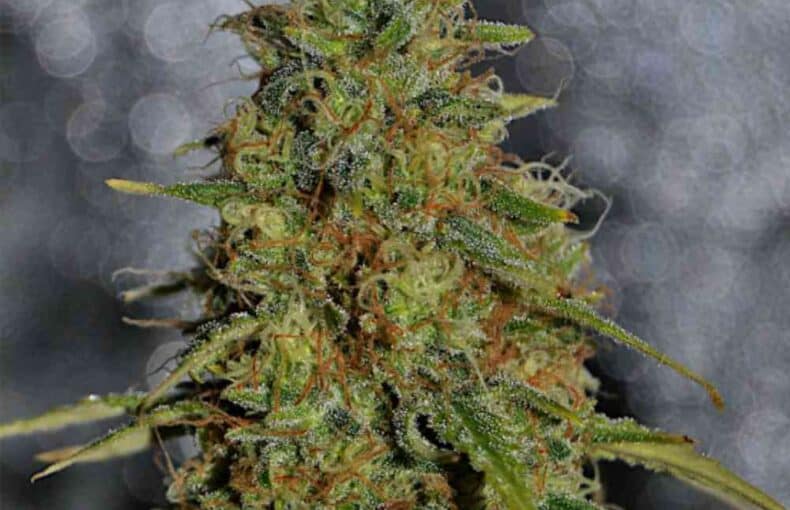 Black Domina F1 Fast Version
