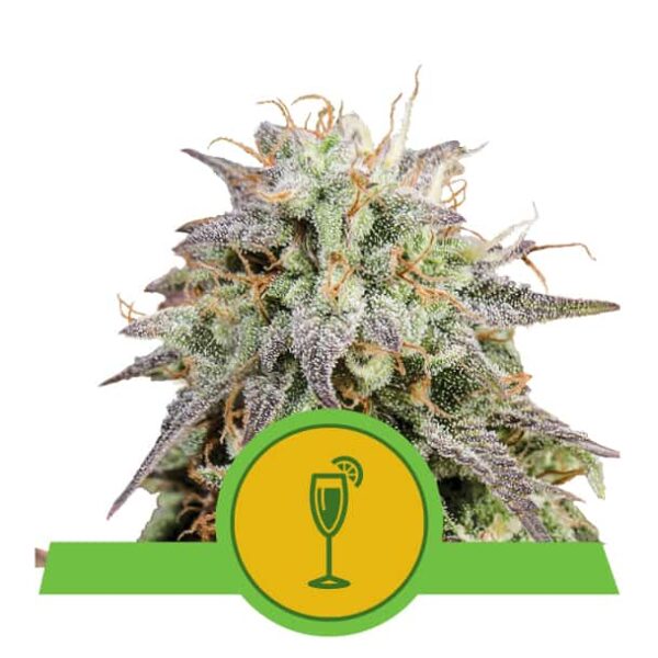 Mimosa Automatic - Royal Queen Seeds