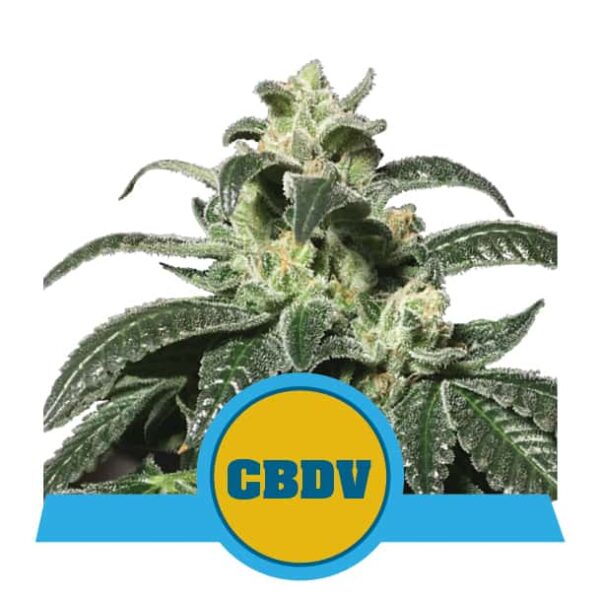 Royal CBDV Automatic - Royal Queen Seeds
