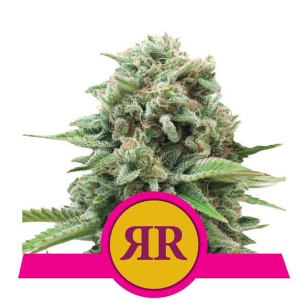 Royal Runtz - Royal Queen Seeds