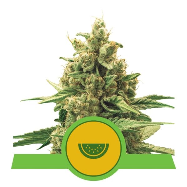 Watermelon Automatic - Royal Queen Seeds