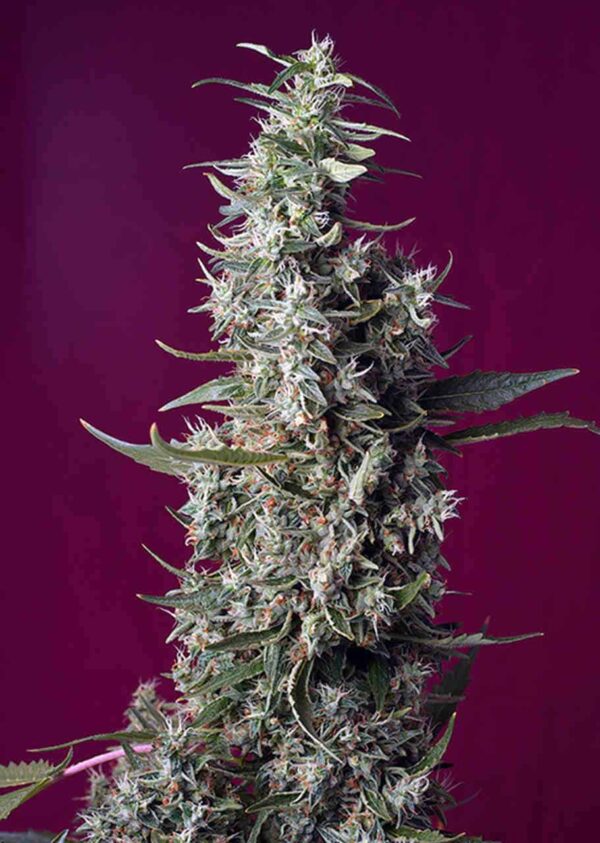 Sweet Cherry Pie
