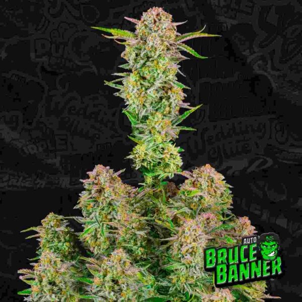 Bruce Banner Auto