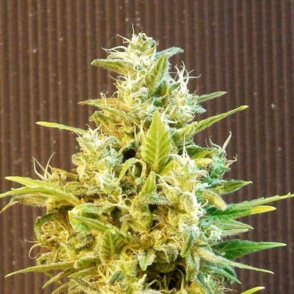 CBG Auto