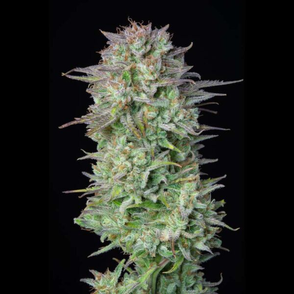 Kosher Cake Auto