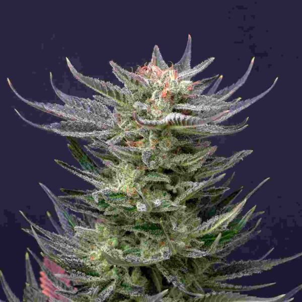 Purple Dream Auto Edition