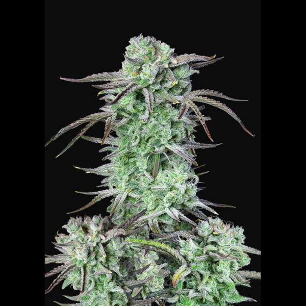 Strawberry Banana Auto