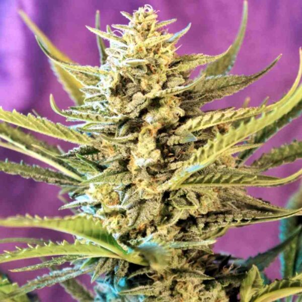 Auto Sunset Sherbert