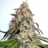 Chocolope Kush