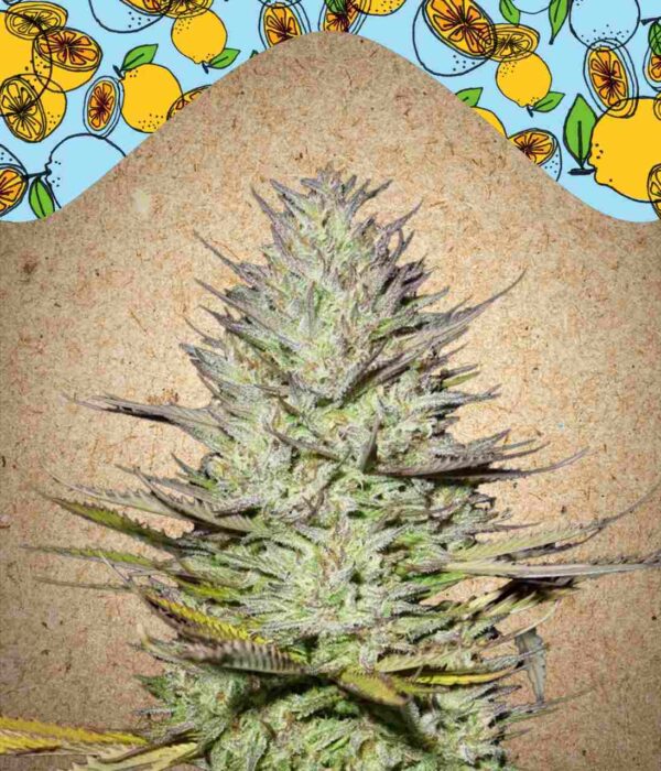 Outdoor Grapefruit