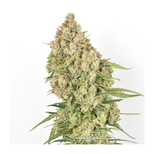 Amsterdam Amnesia odmiana marihuany