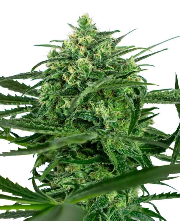 Sensi Amnesia - Sensi Seeds