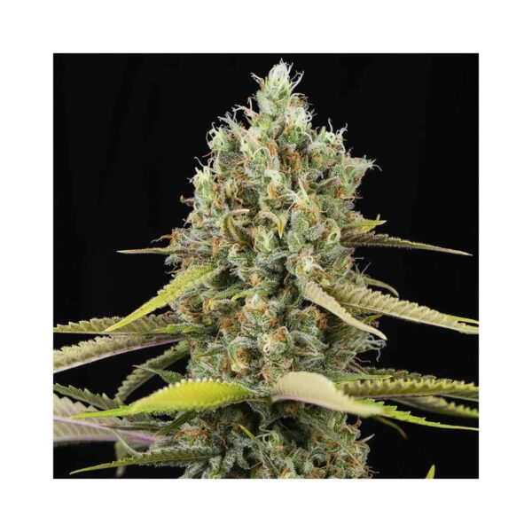 Lemon King