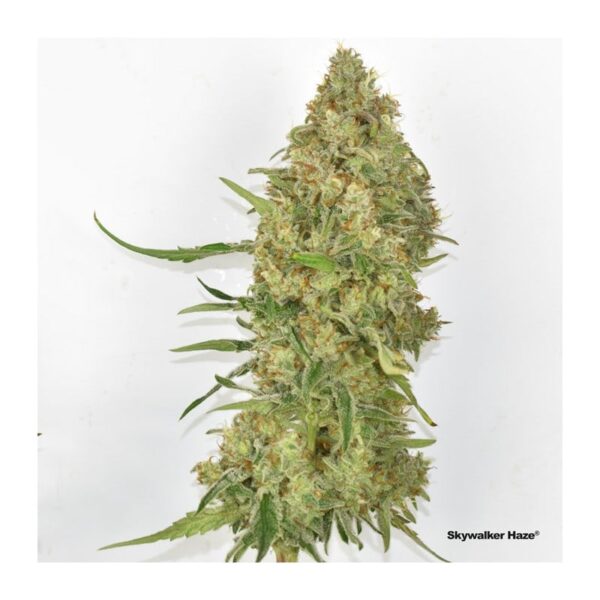 Skywalker Haze