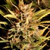 Auto Diesel