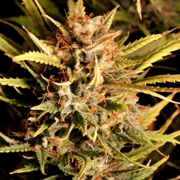 Auto Diesel