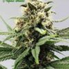 Auto Lemongrass