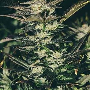 Jupiter OG Kush