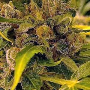 LA Cookies