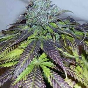 Pre-98 Bubba BX2
