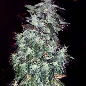Purple Crack