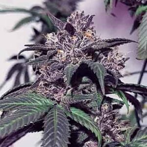 Purple Diesel