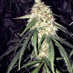 Strawberry OG od The Cali Connection - nasiona marihuany
