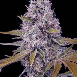Tahoe OG Kush