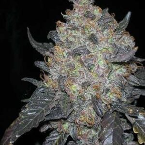 Blackwater