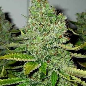 SFV OG Kush