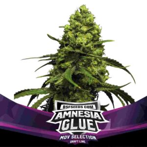 nasiona marihuany Amnesia Glue