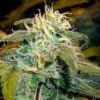 Jamaican OG