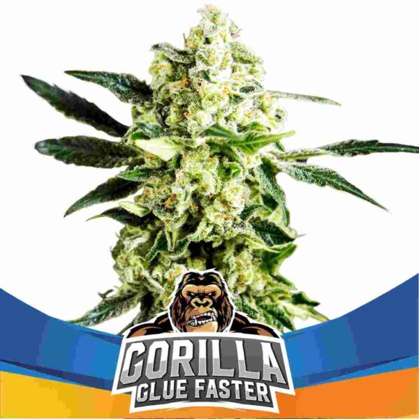 Gorilla Glue Faster