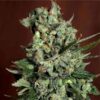Auto West Coast OG