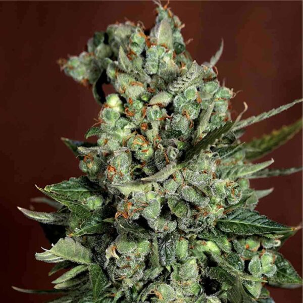 Auto West Coast OG