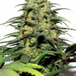 Big Bud